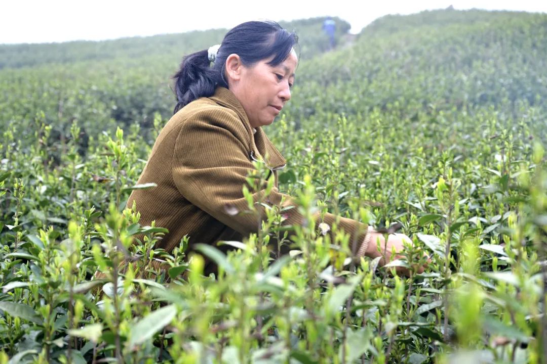 开阳哪里有富硒茶卖呀