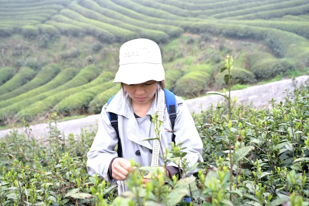 开阳哪里有富硒茶卖呀