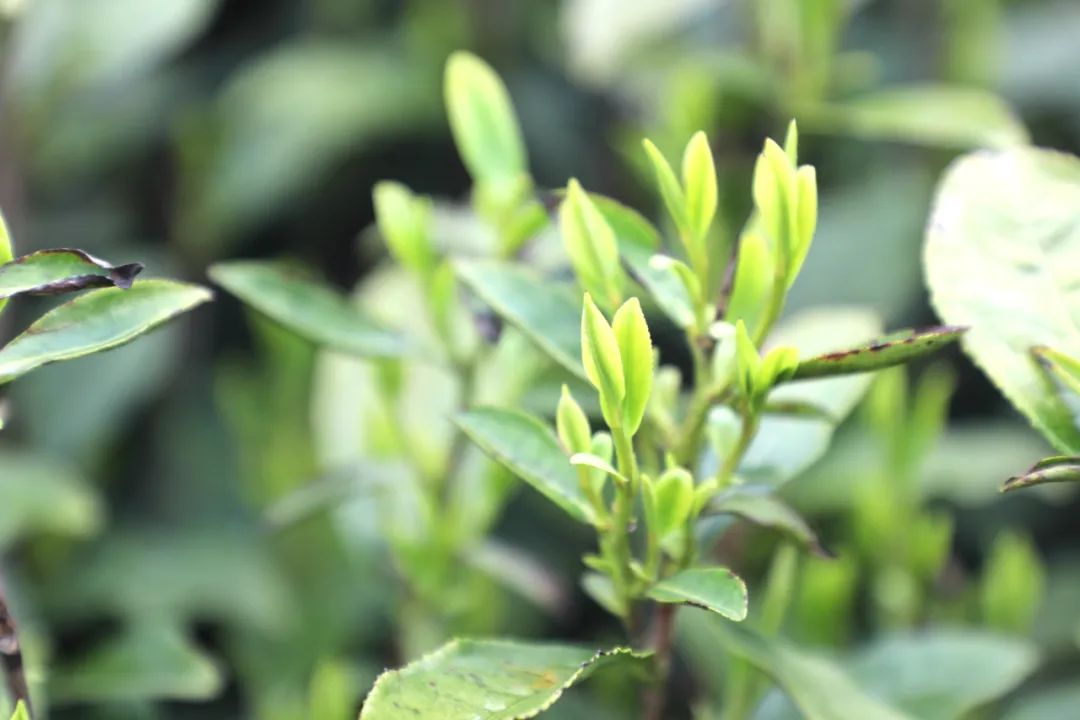 开阳哪里有富硒茶卖呀