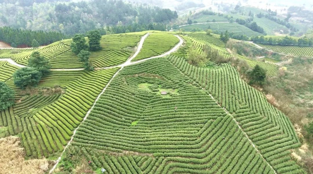 开阳哪里有富硒茶卖呀