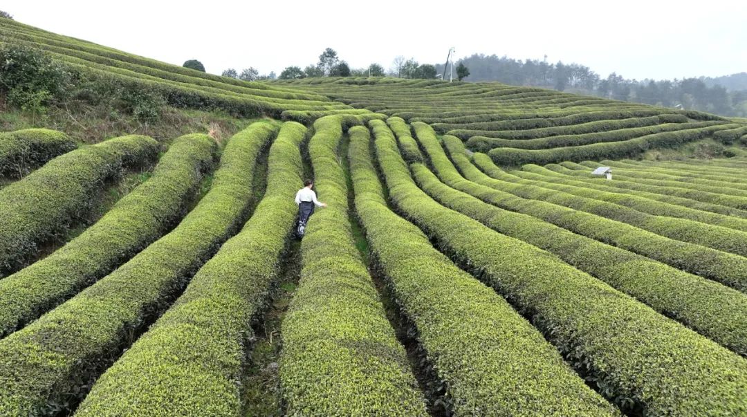 开阳哪里有富硒茶卖呀