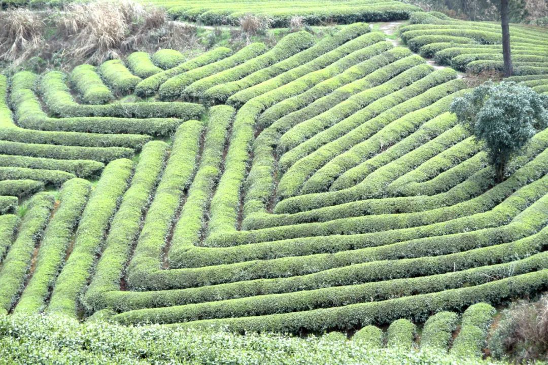 开阳哪里有富硒茶卖呀