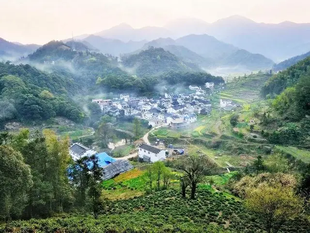 石台大山村天然富硒茶