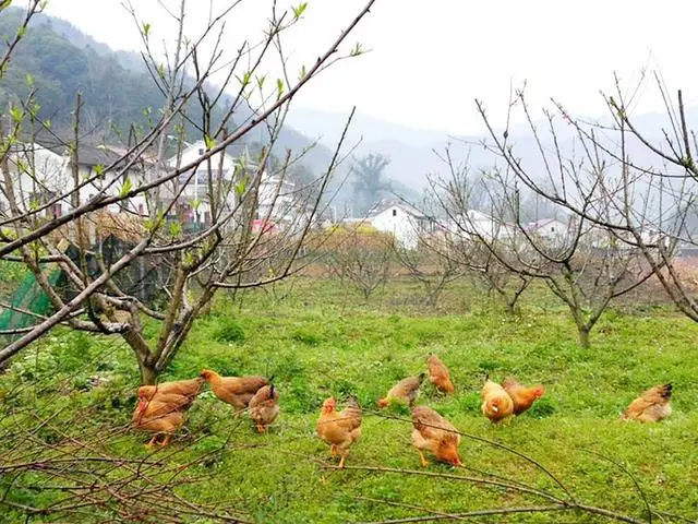 石台大山村天然富硒茶