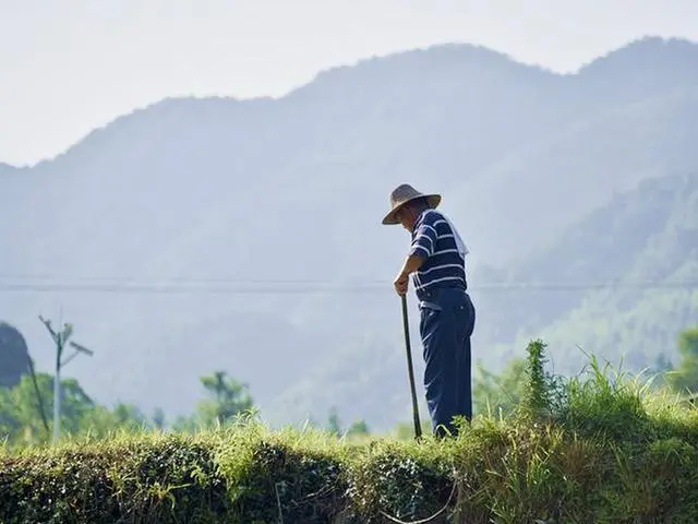 石台大山村天然富硒茶