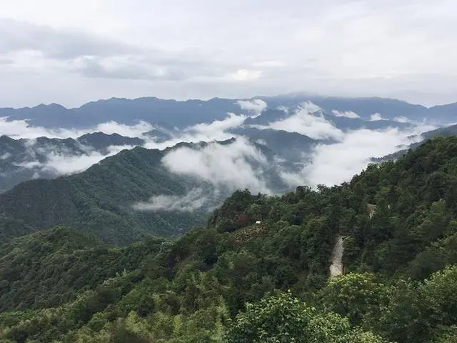 石台大山村天然富硒茶