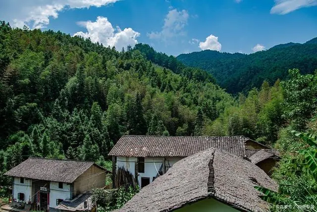 石台大山村天然富硒茶