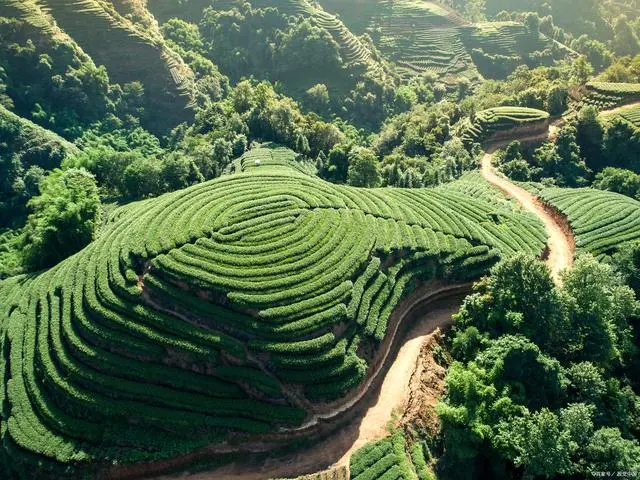 石台大山村天然富硒茶