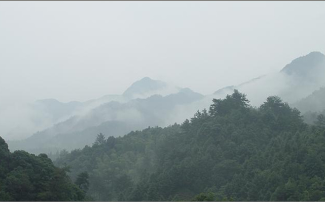 石台大山村天然富硒茶