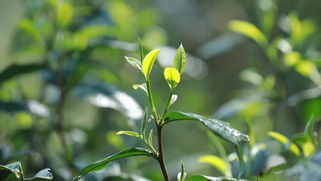 云南富硒普洱茶多少钱