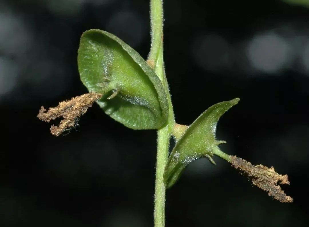 糖尿病喝富硒藤茶好吗