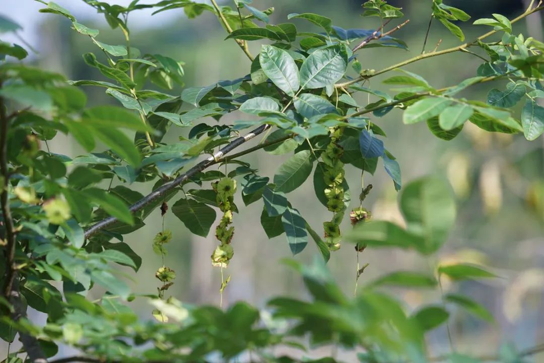 糖尿病喝富硒藤茶好吗