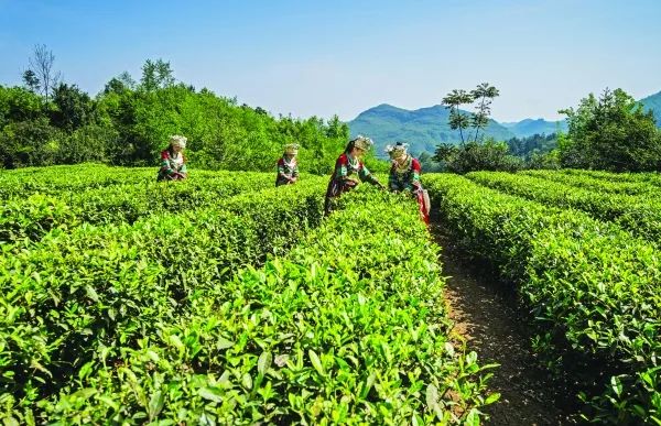 富硒荞子茶哪里产的好