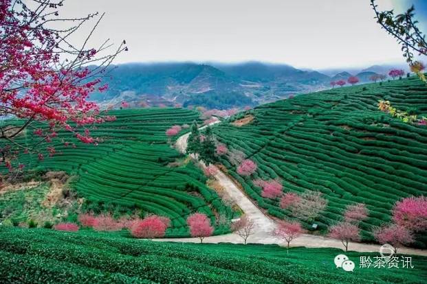 富硒荞子茶哪里产的好