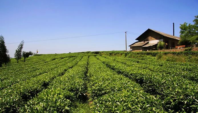 富硒荞子茶哪里产的好