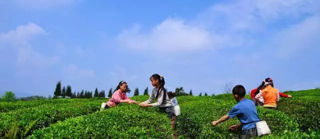 富硒荞子茶哪里产的好