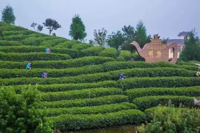 富硒荞子茶哪里产的好