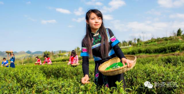 富硒荞子茶哪里产的好