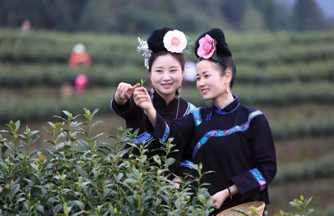 富硒荞子茶哪里产的好