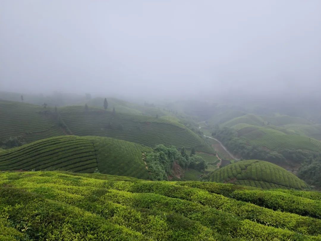 恩施富硒茶的市场价格