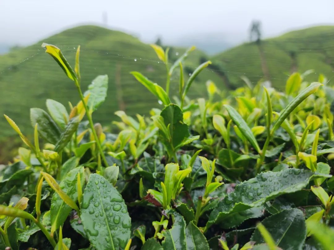 恩施富硒茶的市场价格