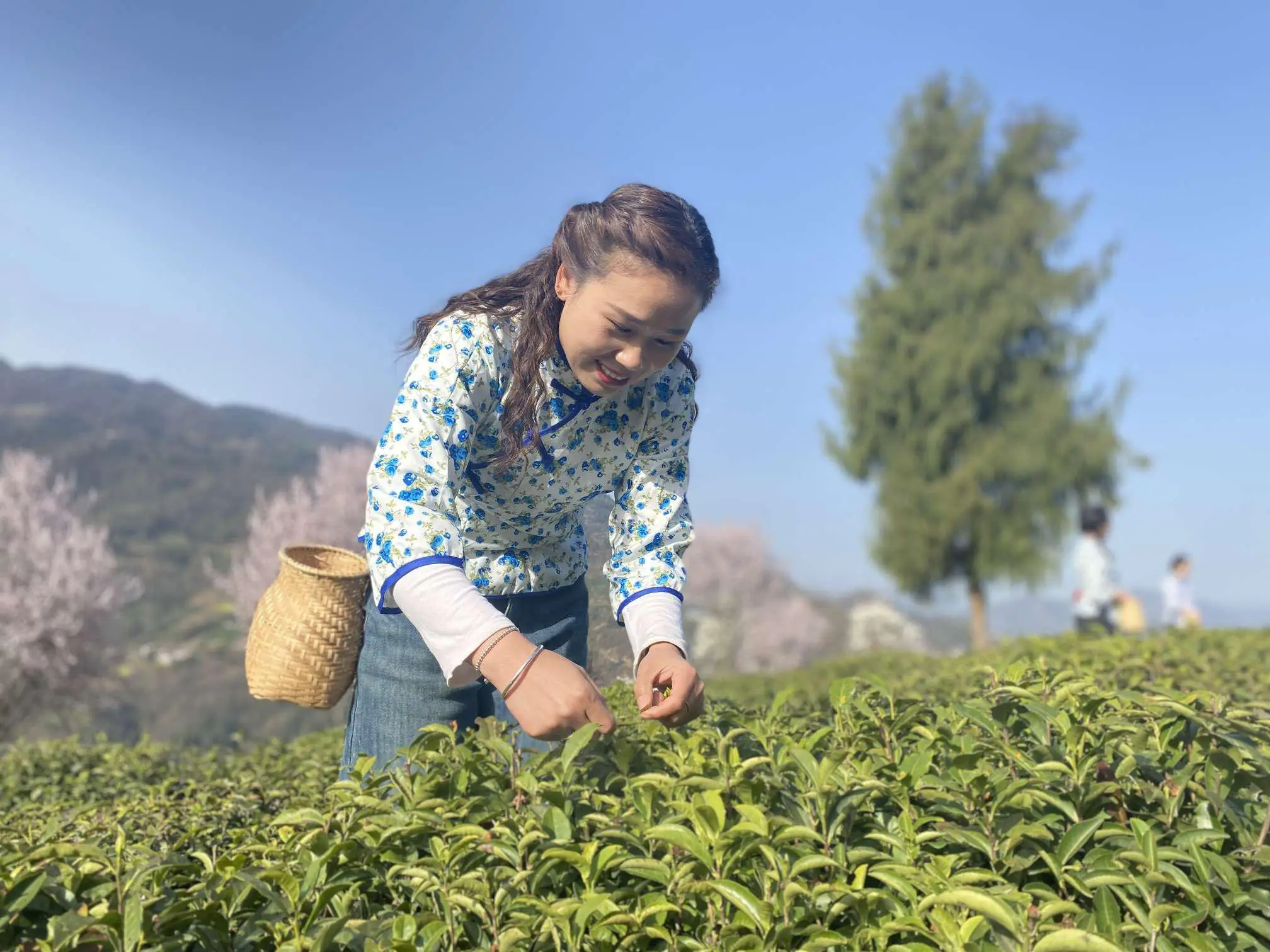 万源富硒茶的种植历史