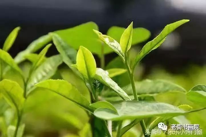 仙寓山富硒茶是红茶吗