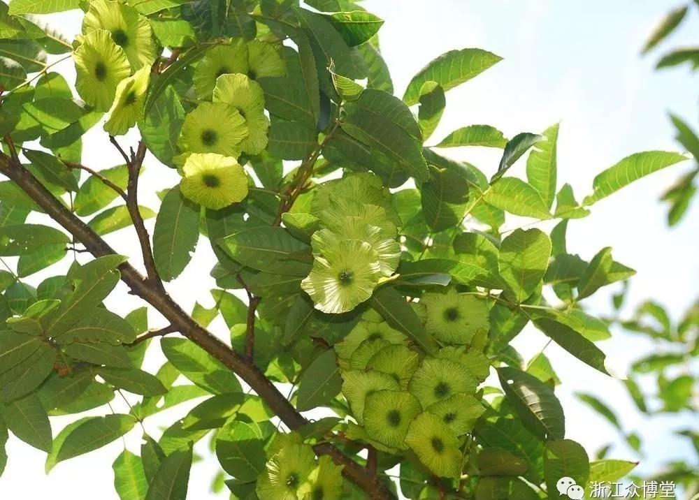 富硒血通茶能降血糖吗