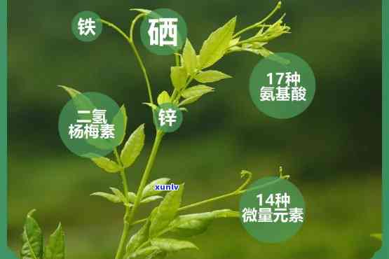 珍硒藤茶的功效与优势：抗癌特性解析与图片展示