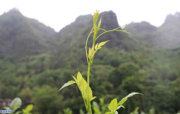 珍硒藤茶的功效与优势：抗癌特性解析与图片展示