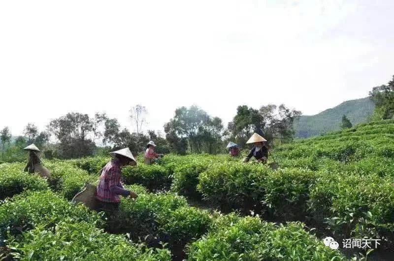 什么是八仙茶富硒元素