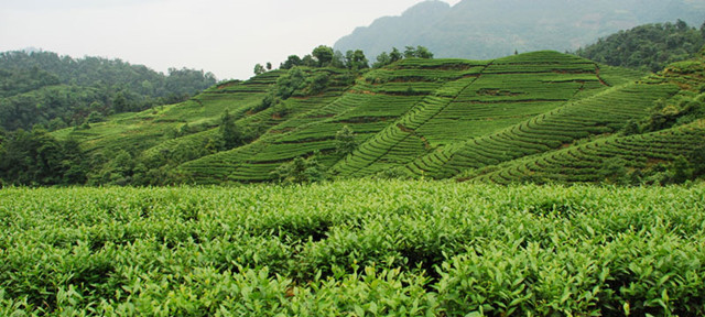 巴山雀舌富硒茶广告词