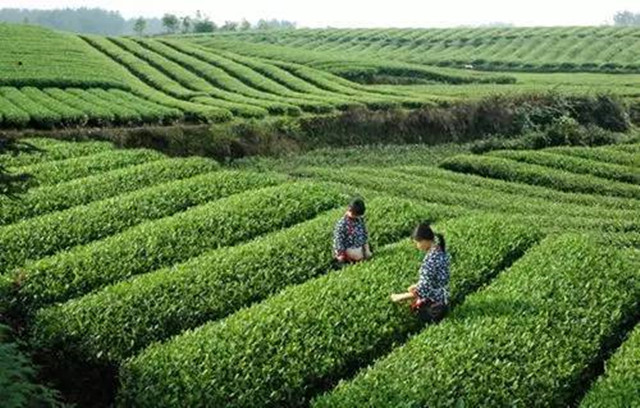 巴山雀舌富硒茶广告词