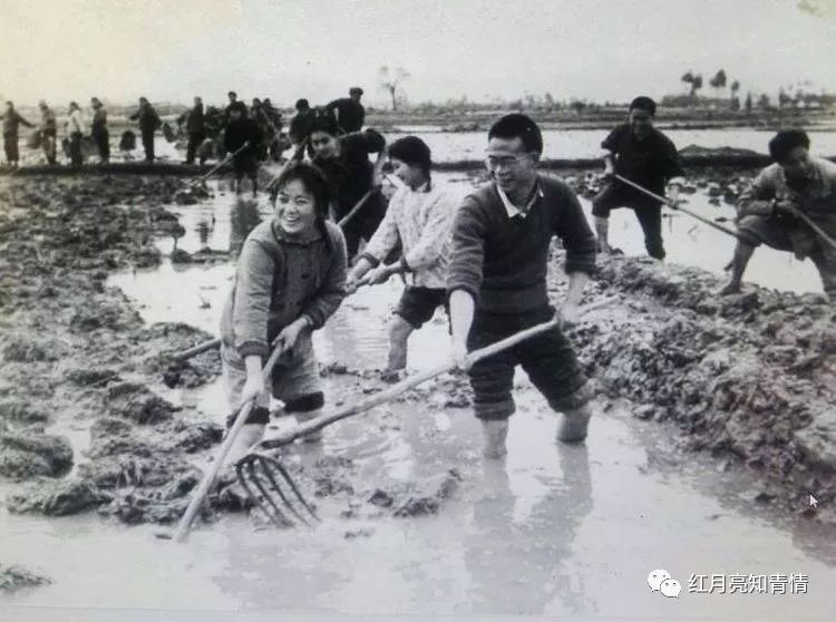 小狗啃石头喂什么微量元素