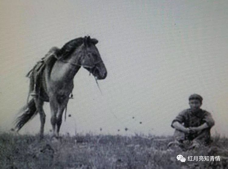 小狗啃石头喂什么微量元素