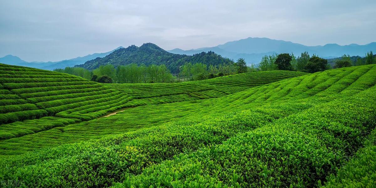 富硒茶有用吗能减肥吗