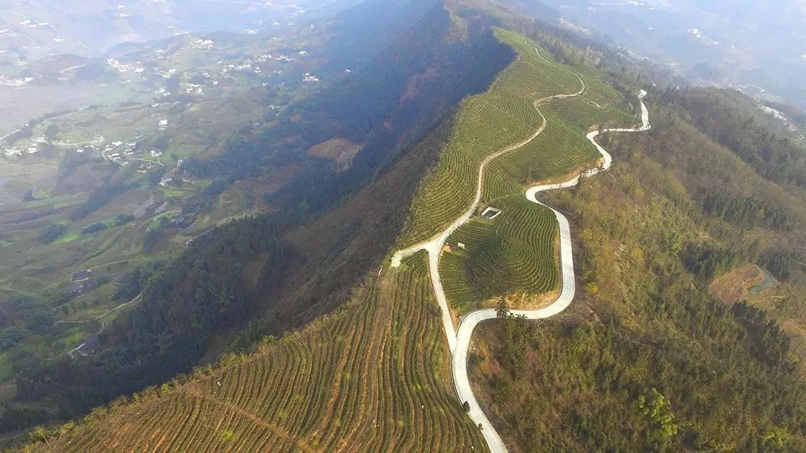 九龙饮苗家富硒茶价格