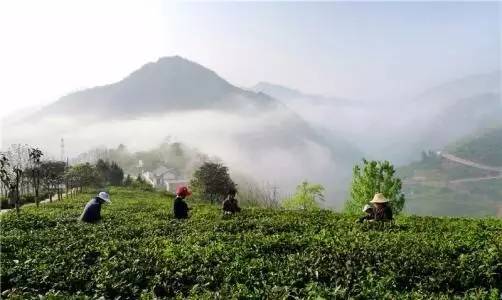 紫阳县富硒茶交流中心