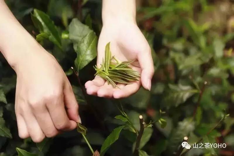 紫阳县富硒茶交流中心