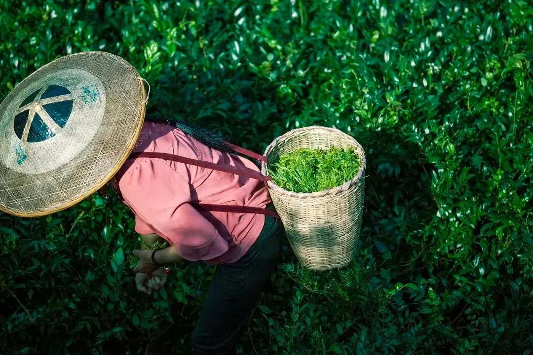 哺乳期可以吃富硒莓茶