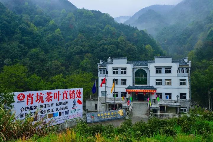 霄坑富硒茶大叶马兰枝