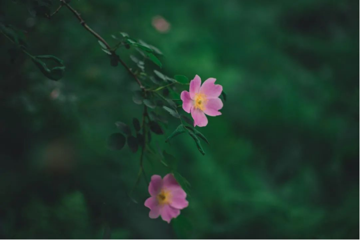 酒精性肝硬化喝富硒茶