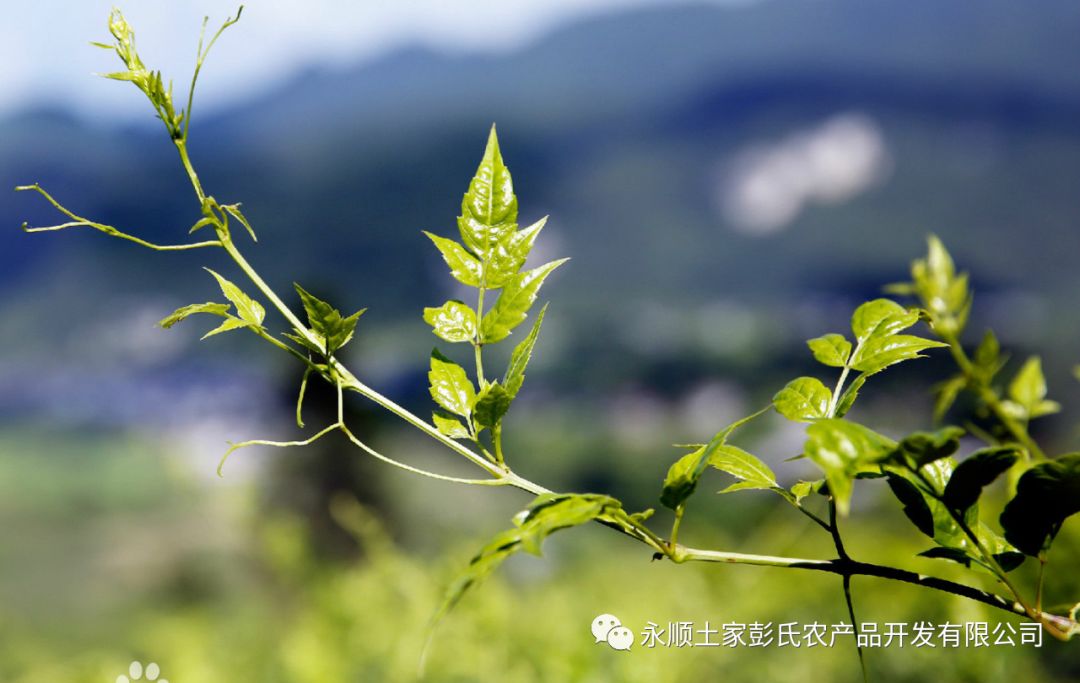 酒精性肝硬化喝富硒茶