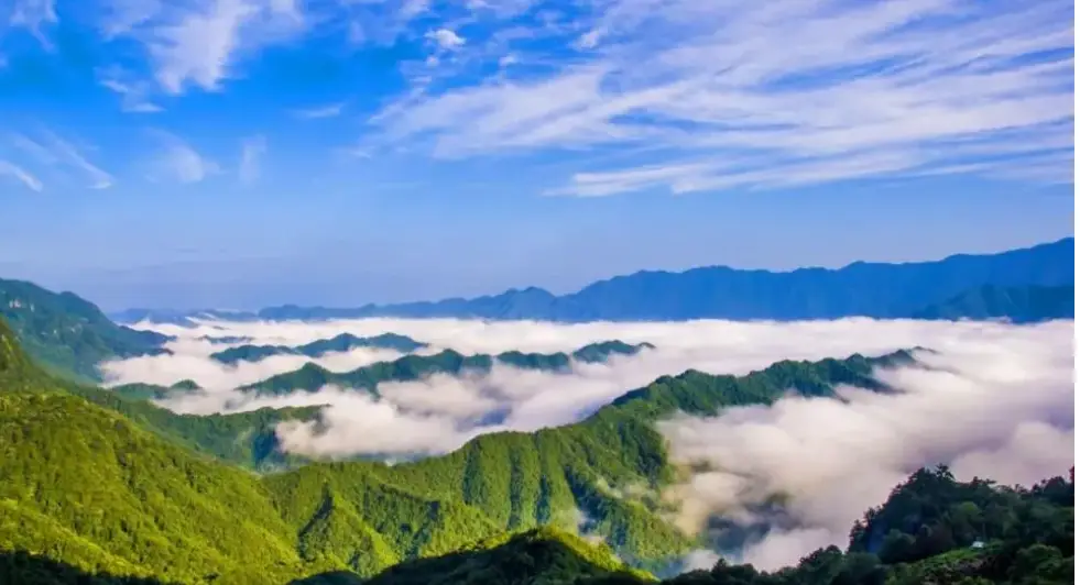 珂田仙寓山富硒茶安徽