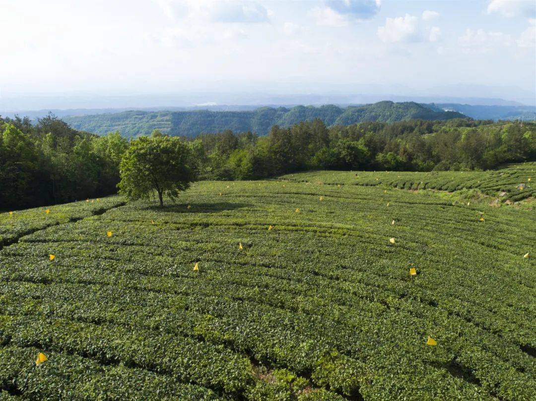 四川南江小田村富硒茶