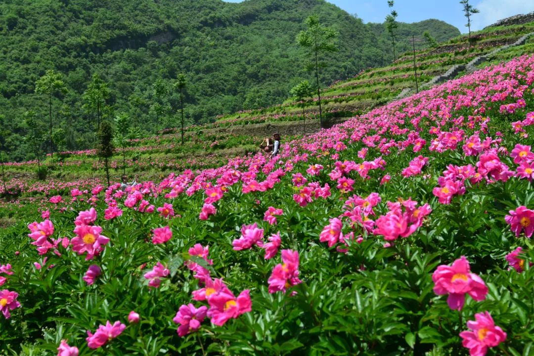 安康富硒茶百企进万家