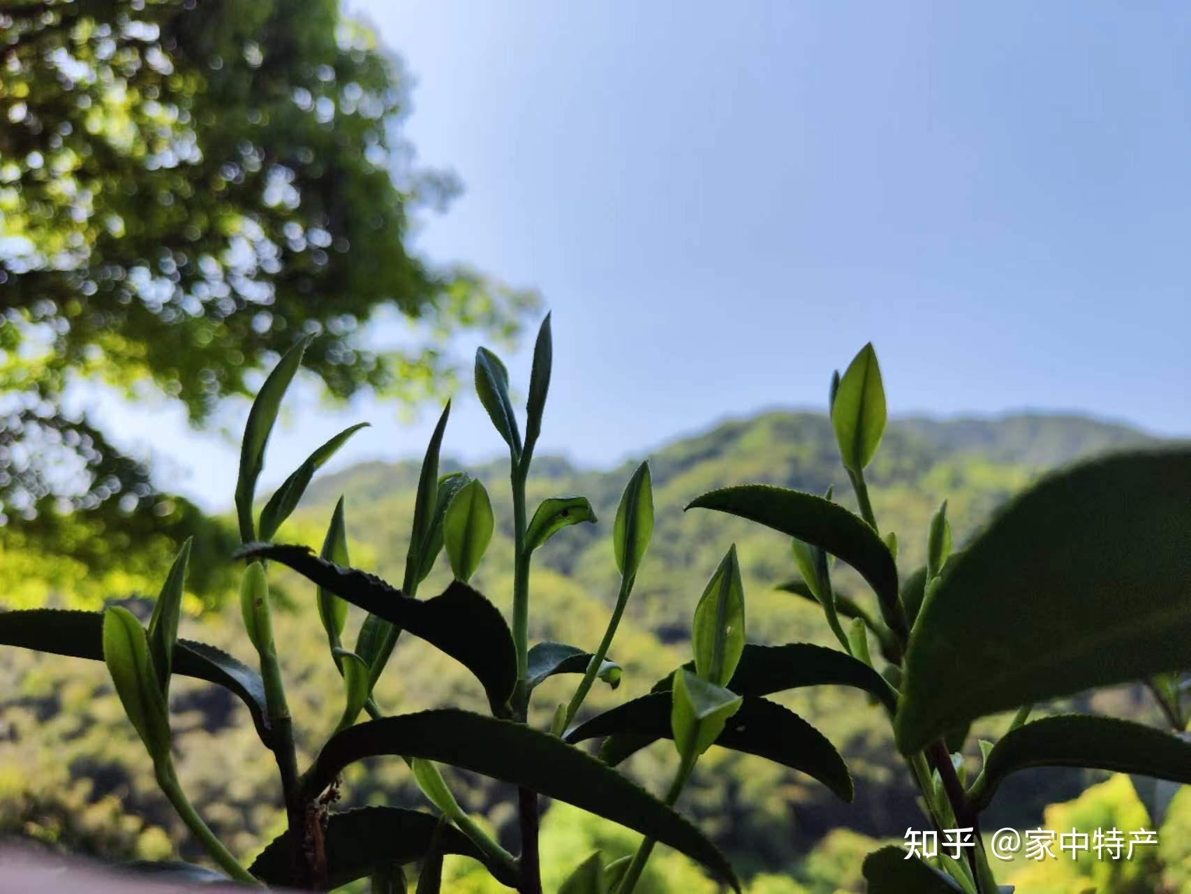 霄园春霄坑五对富硒茶