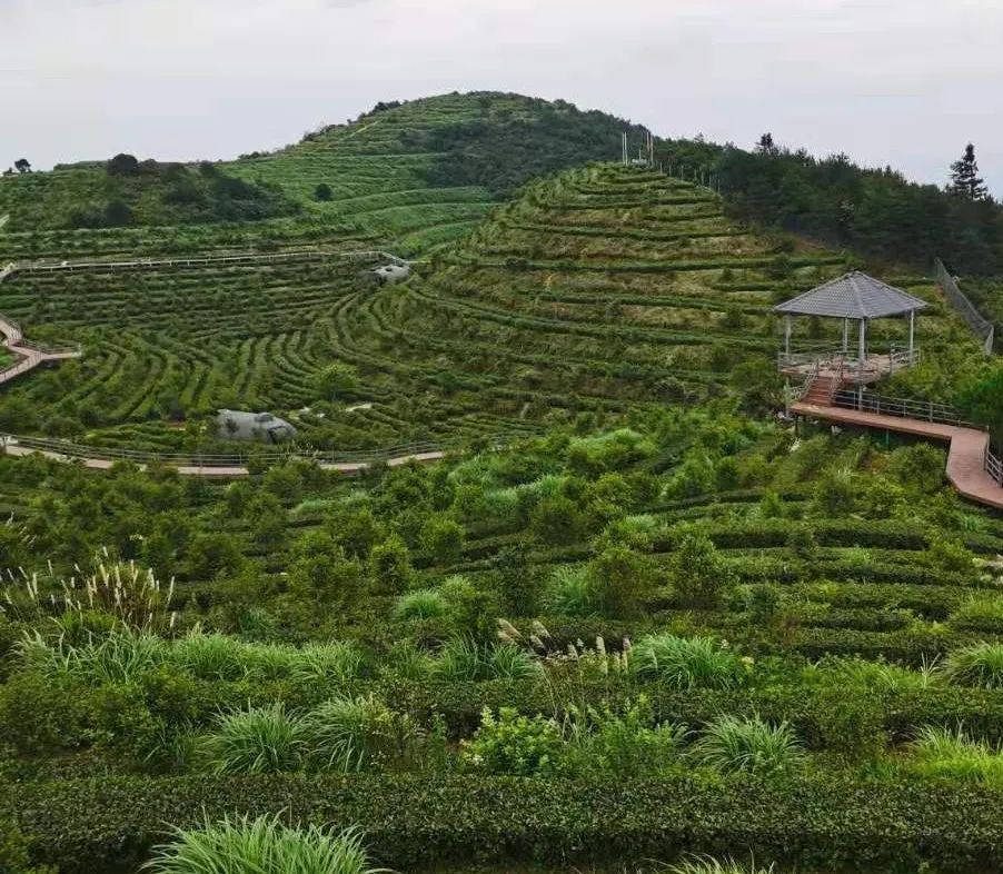 野生富硒茶多少钱一盒