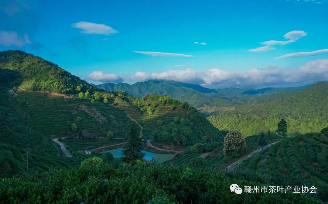 野生富硒茶多少钱一盒