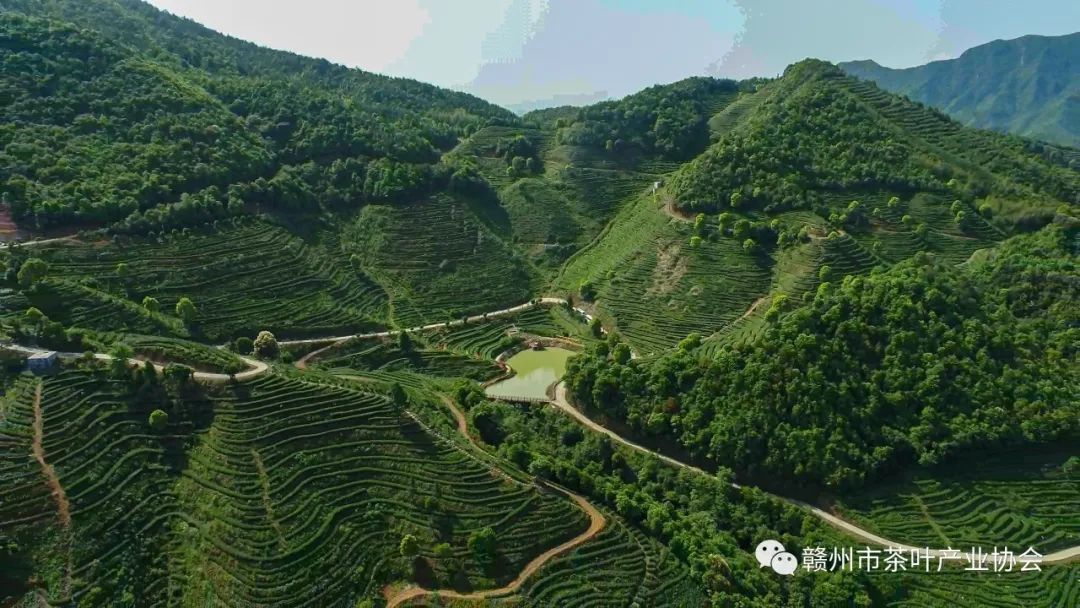 野生富硒茶多少钱一盒